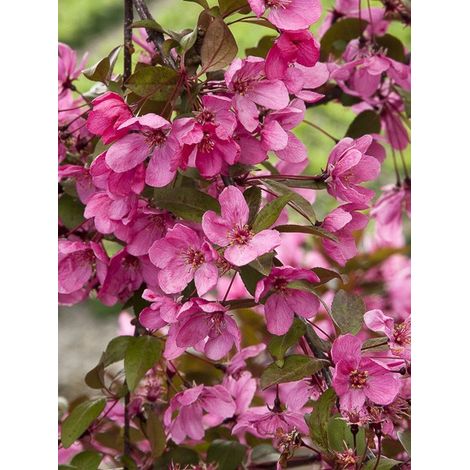 Pommier d'ornement 'Prairiefire' Pot de 12L/15L, Baliveau (1/4)