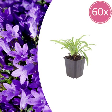 Lot de 60 Campanule à Feuilles de Pêcher 'Coerulea' Vivace Bleue 10-25 cm Pot Ø 9 cm - PANGIVO (1/5)