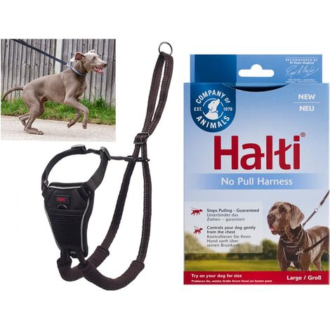 Company of Animals Harnais Chien Non-Pull Taille L Noir (1/5)