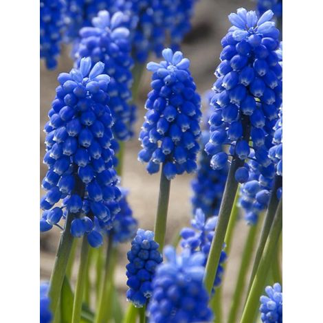 Muscari 'Blue Magic' Bulbe calibre 7+ (par 20)