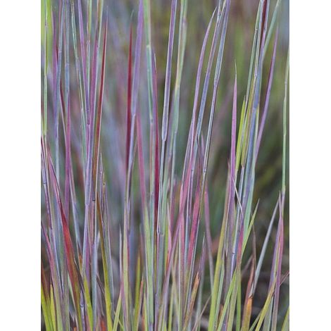 Schizachyrium scoparium 'Standing Ovation' Godet de 8/9 cm (1/2)