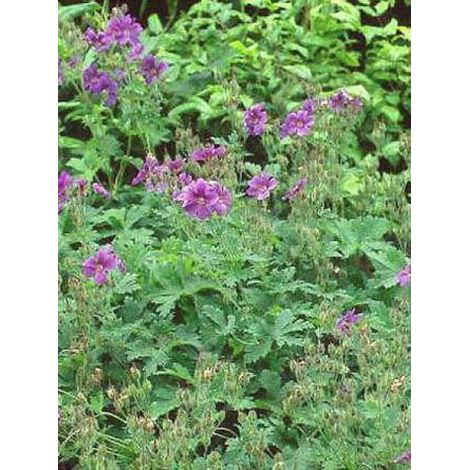 Géranium vivace des bois 'Birch Lilac' Godet de 8/9 cm