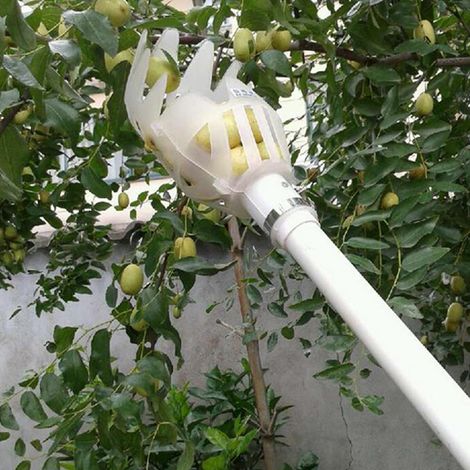 Récupérateur de Fruits Blanc Pratique pour Jardin - KZQ (1/5)
