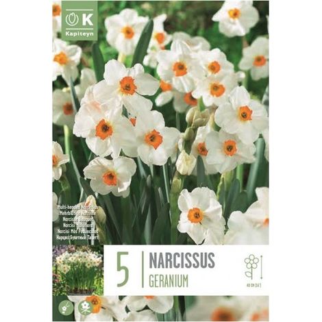 Bulbi Autunnali di Narciso Bunch 5 pz KAPITEYN