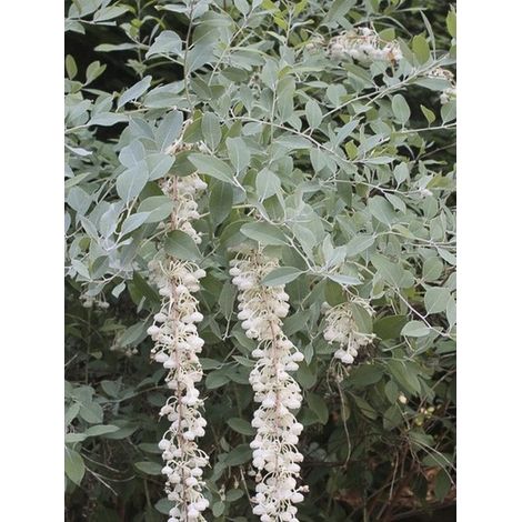 Muguet en arbre 'Blue Sky' Pot de 7,5L/10L