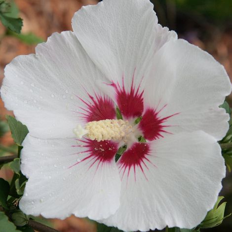 Mauve en arbre - Hibiscus syriacus 'Red Heart' - 40-60 cm pot (1/5)