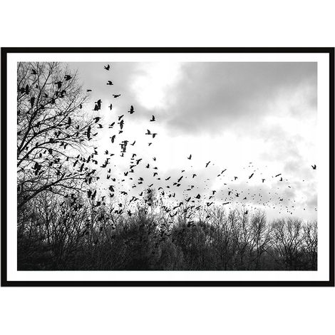 Marco para póster de fotos 53x73 cm Pájaros P1996 (1/3)
