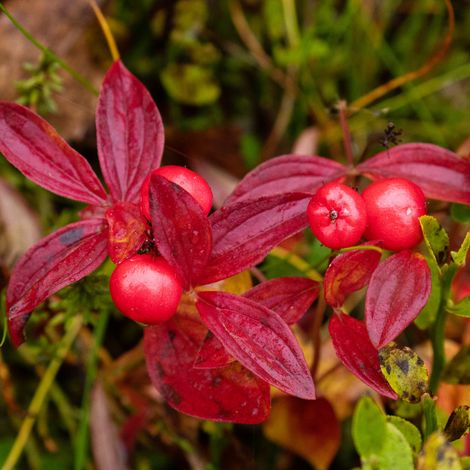 Cornouiller stolonifère kelseys dwarf - Cornus stolonifera kelseys dwarf 30/40 cm Pot 3L (1/4)