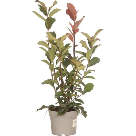 Photinia Camilvy 30/40cm Pot 2L - Photinia xfraseri Camilvy (1/4)