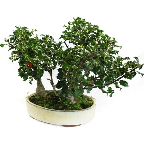 Bonsai Agrifoglio Bosco a 3 Piante - Bonsai Ilex - Vaso Ø 30 cm H 35-45 cm (1/3)