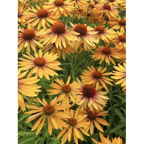 Rudbeckia pourpre 'Big Kahuna' Godet de 8/9 cm (1/3)