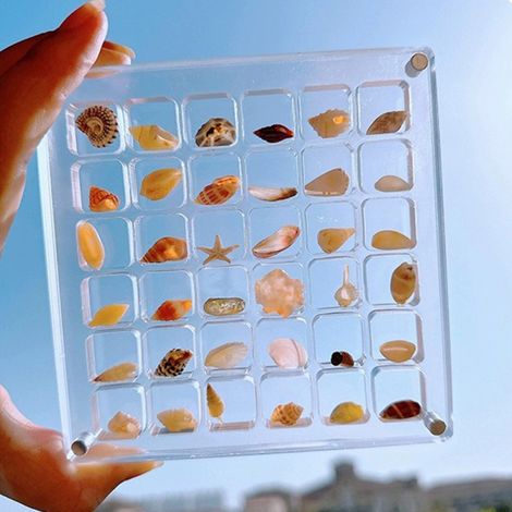 Scatola portaoggetti magnetica a forma di conchiglia, teca trasparente in acrilico per stelle marine, conchiglie, piccoli oggetti e materiali per il fai da te.