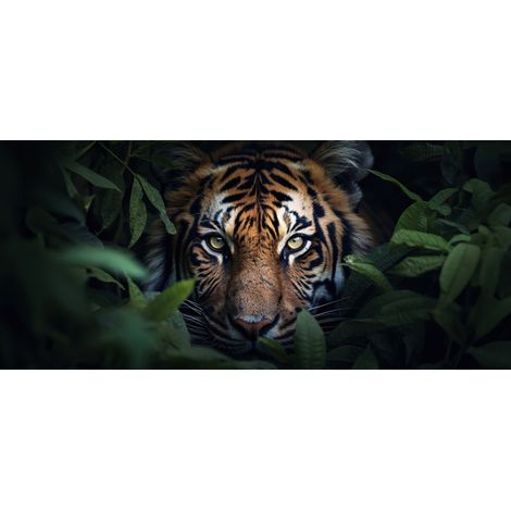 Tableau sur verre synthétique tigre caché 65x145 cm - Impression sur Verre synthétique - Image HD imprimée sur Verre synthétique - Tableau mural décoratif - Fabriqué en France (1/4)
