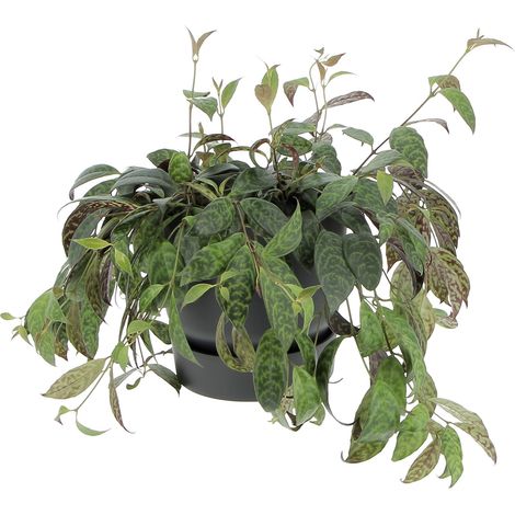 Aeschynanthus Marmoratus con Eco-Vaso Nero - Vaso da Coltura Ø 17 cm (1/4)