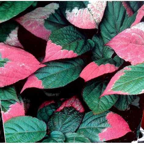 Planta Trepadora Actinidia Kolomikta