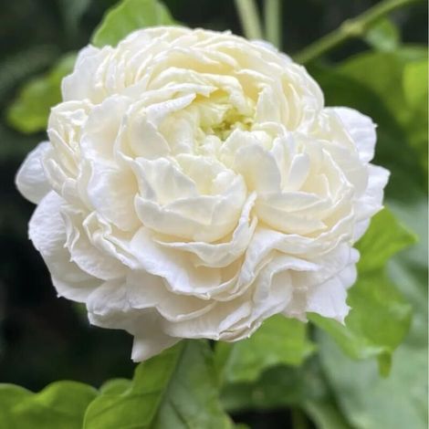 Graines Jasmin Sambac Double 1000 – Semences Fleurs Parfumées pour Jardin et Balcon, Plante Grimpante