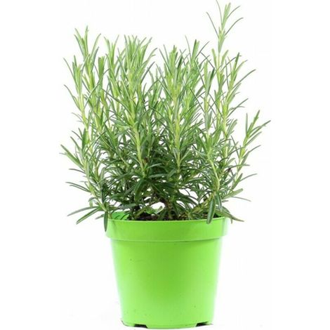 Rosmarino "Rosmarinus officinalis" pianta aromatica in vaso  14 cm