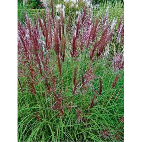 Eulalie, Roseau de Chine 'Red Chief' Pot de 1,5L/2L