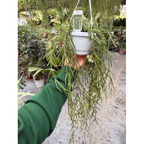Pianta di hoya linearis basket 12 fiore di cera
