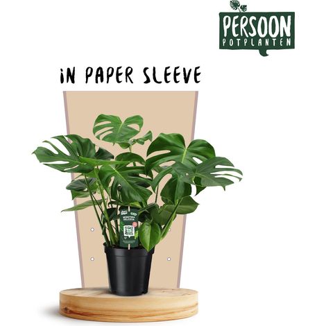 Monstera Deliciosa Plante Verte d'Intérieur Tropicale - Pot Ø21 cm - Hauteur 75 cm - PANGIVO