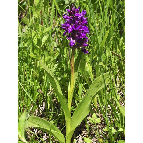 Orchis majalis Godet de 8/9 cm