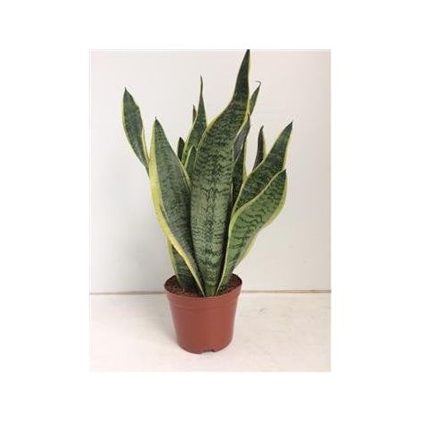 Sansevieria Futura Superba Plante d’Intérieur Feuillage Dressé Vert Pot 14 cm Hauteur 40 cm - PANGIVO