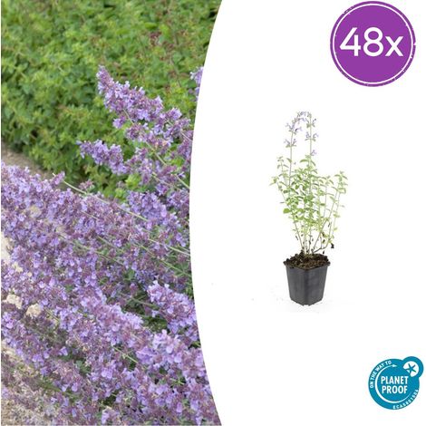 Lot de 48 Nepeta 'Walker's Low' Menthe des Chats Vivace Fleurs Bleu Lavande H10-25cm Pot Ø9cm - PANGIVO (1/5)