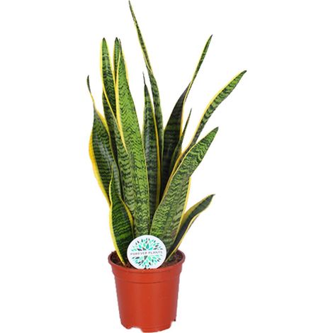 Sansevieria Trifasciata Laurentii - Plante d'Intérieur Dépolluante - Ø 17 cm - Hauteur 60 cm - PANGIVO (1/4)
