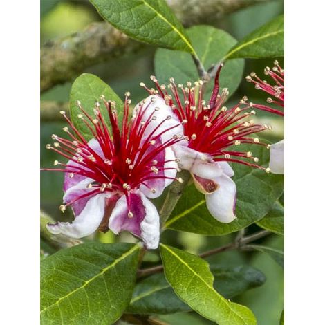 Goyavier de Montevideo 'Gemini' Pot de 3L/4L (1/2)