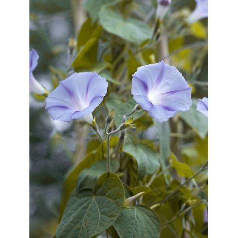 Volubilis 'Dacapo Light Blue' le sachet de 70 graines (2g) (1/2)