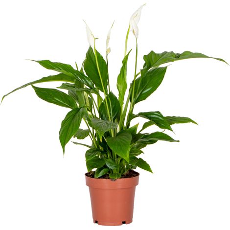 Plante d'intérieur Spathiphyllum – Fleur de lune dépolluante – Hauteur 30-40 cm – Pot 12 cm – Améliore la qualité de l'air (1/5)