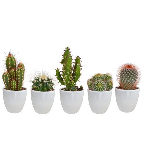 Lot de 5 Cactus Variés en Pots Blancs 5,5 cm - Plantes d'Intérieur Faciles d'Entretien - PANGIVO (1/5)