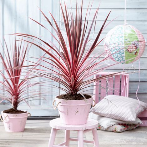 Cordyline australe Charly Boy/Pot de 4L - 40/60 cm (1/4)