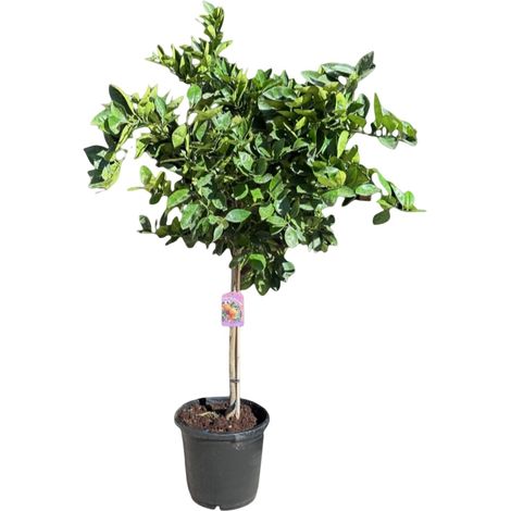 Oranger  - Citrus Sinensis - Fruit - Oranger - Citrus Plant - 160 (1/5)