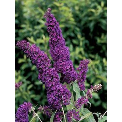 Arbre aux papillons 'Purple Emperor'® Pot de 2L/3L