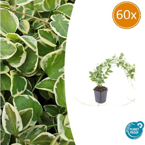 Lot de 60 Vinca major 'Variegata' - Grande Pervenche Panachée Couvre-sol - Pot Ø9cm 10-25 cm - PANGIVO (1/5)