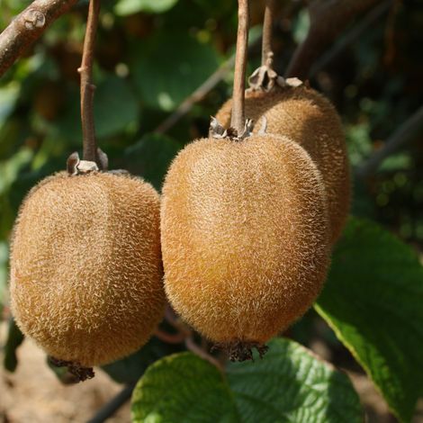Kiwi doré (femelle) - Actinidia deliciosa Golden Kiwi', femelle 40/50 pot de 2L