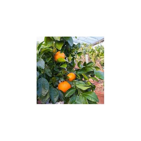 Pianta di Tangelo Thompson (Citrus reticulata x Citrus paradisi) incrocio tra clementino e pompelmo foto reali