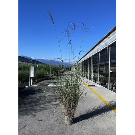 Gardenaria Miscanthus sinensis 'Strictus Dwarf' - Graminacea ornamentale da esterno - Altezza: 60 cm (vaso 17) (1/3)