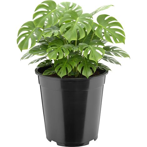 Garronda Pot de Fleur Rond Haut Plastique Ø25 x 24 cm (9,5L) - Godet Semis Pot Culture Profond Drainage Résistant Intempéries pour Plantes Pépinière Jardin Serre Intérieur Extérieur GD-0203 (1/4)