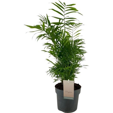 Chamaedorea Elegans Palmier d’intérieur plante verte pot 17 cm hauteur 50 cm - PANGIVO (1/4)