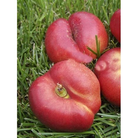 Nectarinier 'Plat' Pot de 7,5L/10L, Demi-Tige (1/2)