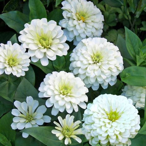 2000 Semences de Zinnia – Patrimoniales, Mélange Folle, Couleurs Intenses pour Jardins et Balcons – Blanc (1/5)