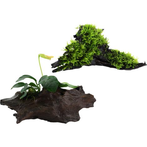 Aquarium Pflanze auf Wurzel Tropica Nr.101 YWS 003A YWS Set Mix