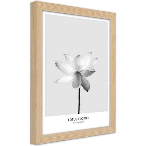 Quadro con cornice, Fiore di loto bianco - 40x60 (1/5)