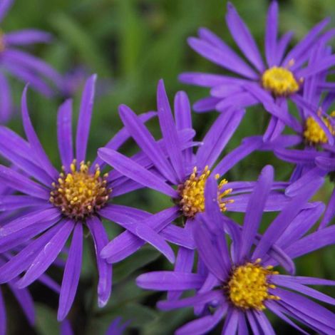 Aster d'été Butzemann/Godet