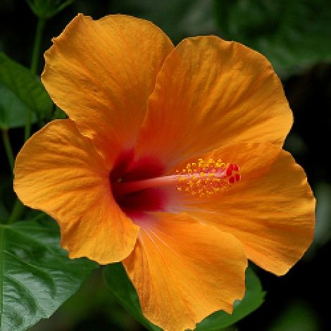 1 PIANTA DI HIBISCUS IBISCO ARANCIONE IN VASO 19CM (1/2)