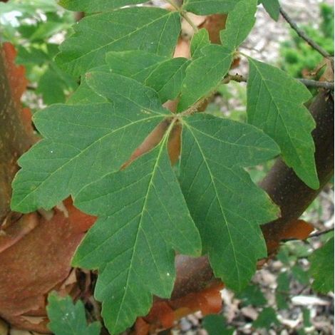 Érable à écorce de papier - Acer griseum  - 60- 80 cm pot