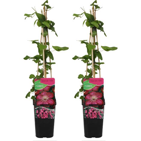 Bloomique - Set van 2 - Clematis Ville de Lyon - Bosrank - Donkerroze - Klimplanten - Tuinplanten - Rustique - Pot 15cm - 70-80cm Hoog