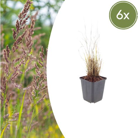 Lot de 6 Calamagrostis brachytricha Herbe Diamant Graminée Ornementale 10-25cm Pot Ø9cm - PANGIVO (1/5)